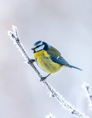 Fototapeta premium A tiny blue tit bird with puffed feathers shivers dramatically on a frost covered tree branch.