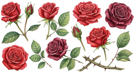 Valentine Collection of red roses with buds and green leaves dew drops and thorns on transparent background