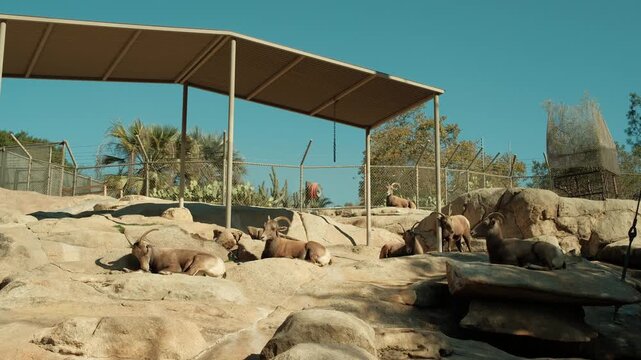 Pack of horned barbary sheep resting in captivity at a zoo