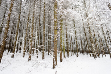 Obraz premium trekking in snovy winter forest