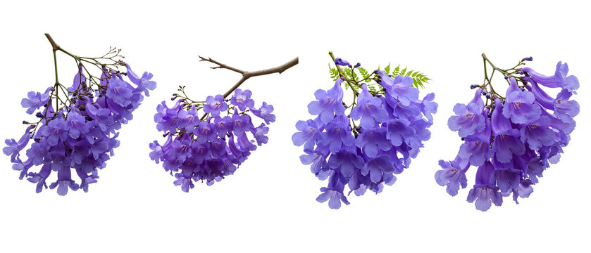 A beautiful collection of purple Jacaranda flowers isolated on a white background.