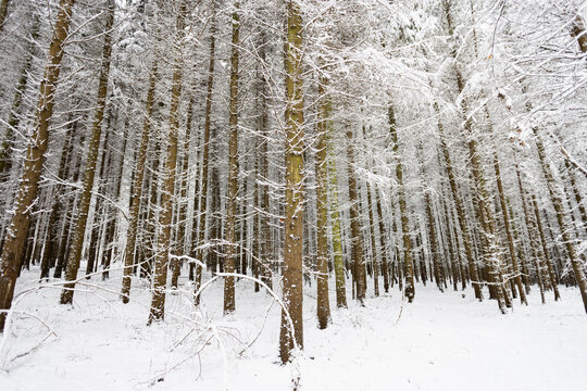 trekking in snovy winter forest