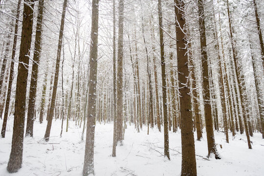 trekking in snovy winter forest