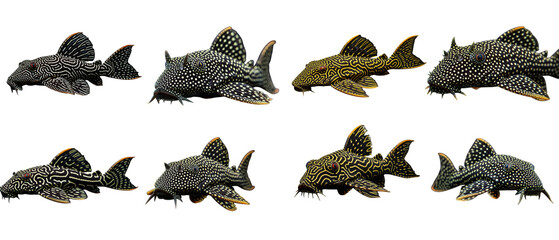 A collection of eight suckermouth catfish from the Loricariidae family isolated on a white background.