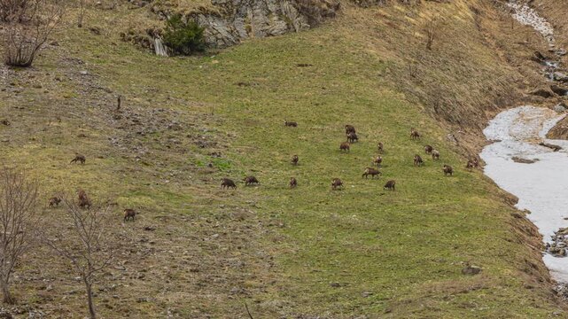 Time lapse, goat-antelope grazing on alpine meadow. Alpine chamois in the Appenzell Alps.