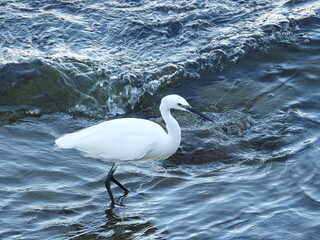 Obraz premium Ak balıkçıl Great egret in the wild 