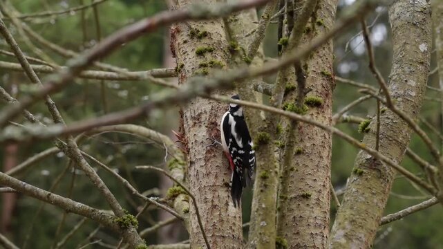 A Great Spotted Woodpecker is shown clinging to the tree while pecking at it. The tree is surrounded by a forest environment in Austria. 146 characters