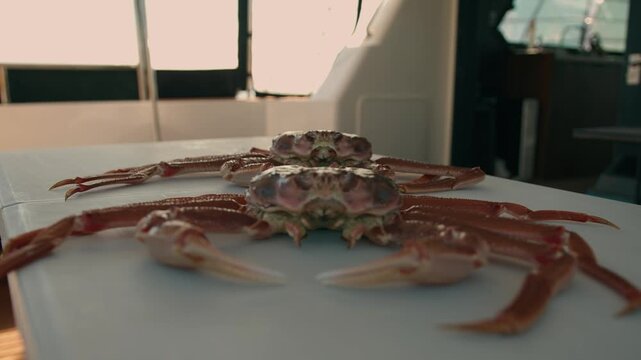 Two king crabs lie on table in yacht's wardroom their long claws spread out and blurred silhouettes of people in wheelhouse