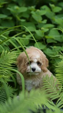 A small Cavapoo puppy hides behind grass and ferns. The fluffy pup looks around the garden during the daytime. Summer greenery surrounds it