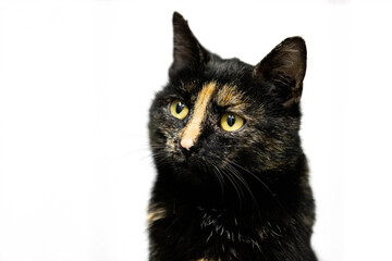 Portrait einer Schildpatt Katze