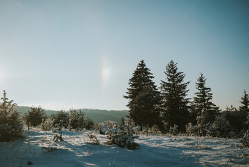 snow covered trees