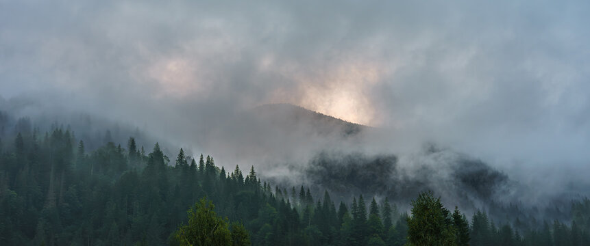 Atmospheric view of misty fog in Carpathian Mountains in Ukraine with dense coniferous forest and soft sunrise light. Foggy landscape creates calm, moody and natural wilderness scenery. Banner, header