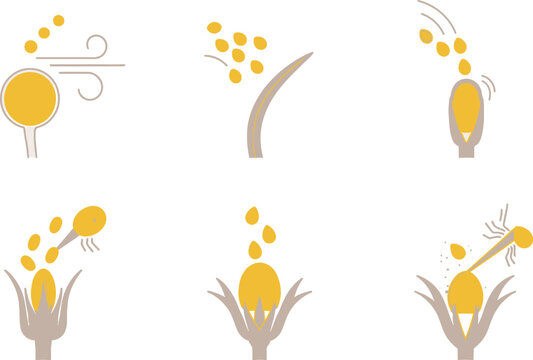 A schematic diagram illustrates six sequential steps detailing the biological process of pollen transfer and fertilization within a flower structure.