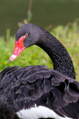 Obraz premium Close-up of a Black Swan (Cygnus atratus) highlighting its coral-red bill and vibrant orange eye against black plumage. (