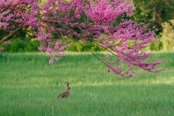 European hare hiding in spring meadow with blooming redbud trees © Jan