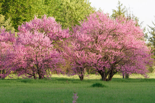 blooming redbud tree branches covered with vibrant pink flowers against a soft green blurred background. 