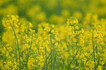 Obraz premium Yellow Canola Flowers Blooming in Field The Concept of Agricultural Growth