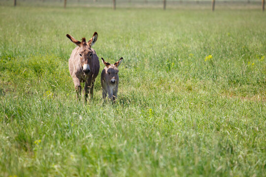 Natural outdoor scene of a mother donkey walking together with her young foal through a green meadow.