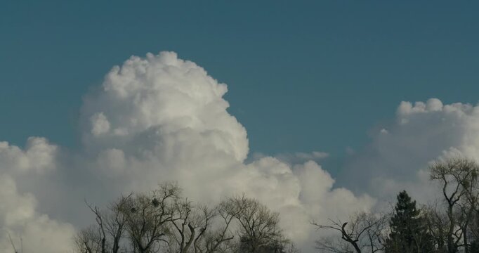 cumulus clouds tower over bare winter treetops