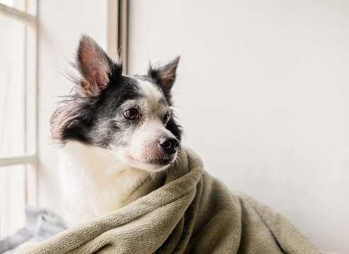 Gerontological senior female mixed breed dog wrapped in cozy blanket by window with soft natural light at home.