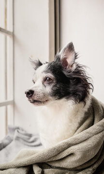 Gerontological senior female mixed breed dog wrapped in cozy blanket looking through window with soft natural light at home.