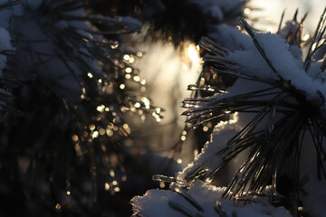 The rays of the setting sun shine through the branches of a fir tree or pine tree covered with snow and ice. Needles on the branches of a coniferous plant covered with ice, selective focus. Winter
