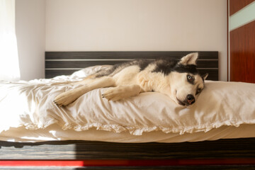 Funny husky dog ​​in bed on white linen bedding