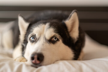 Funny husky dog ​​in bed on white linen bedding