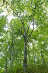 Obraz premium 北海道森の風景天然記念物歌才ブナ林