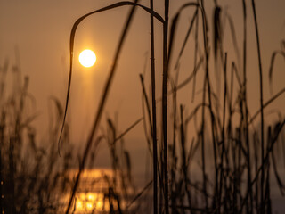 Sunset over a lake seen through silhouetted reeds, warm golden light and soft focus creating a calm, atmospheric and minimal natural background with peaceful evening mood