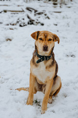A ginger dog is sitting in the snow. A mongrel and domestic dog from the shelter walks in the courtyard of the house. Vertical photo.