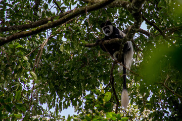 Black-and-White Colobus Monkey Resting in a Tree Canopy, Kakamega Forest, Kenya © Bigartta