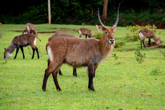 A waterbuck grazing in Mt Elgon National Park, Kenya