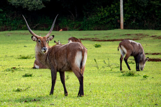 A waterbuck grazing in Mt Elgon National Park, Kenya	