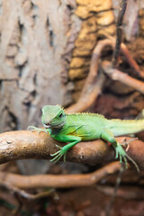 Fototapeta premium Lizard, Cochinchina Water Agama, Green Color, Reptile, Wild Animals