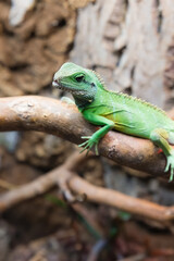 Lizard, Cochinchina Water Agama, Green Color, Reptile, Wild Animals