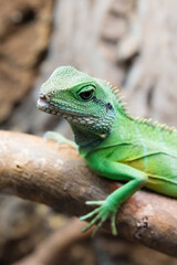 Obraz premium Lizard, Cochinchina Water Agama, Green Color, Reptile, Wild Animals
