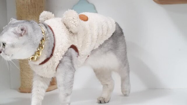 Adorable Cat in Fluffy Outfit with Bear Ears Explores Cozy Indoor Setting, Showcasing Playful Nature and Unique Fur Pattern Against Charming Background
