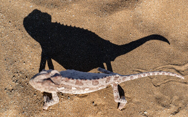 Top view of a Namaqua chameleon (Chamaeleo namaquensis) casting a sharp silhouette on Namibia sand