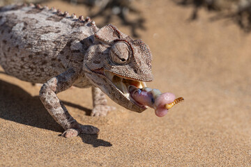Namaqua chameleon (Chamaeleo namaquensis) with tongue out catching a worm on the sand of Namibia © Sebastien Barrio