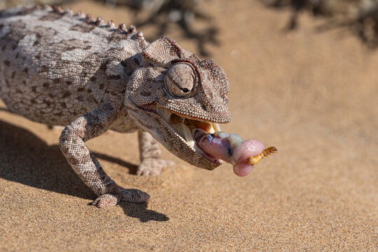Namaqua chameleon (Chamaeleo namaquensis) with tongue out catching a worm on the sand of Namibia
