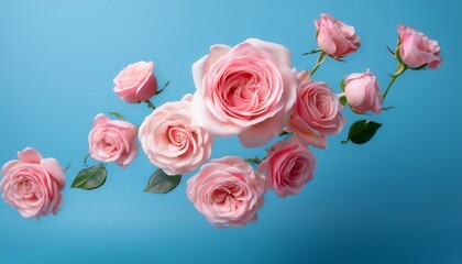 pink roses levitating against blue background minimal spring or flower concept