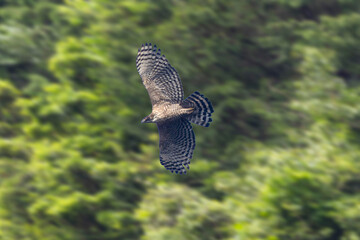 山を背景に飛翔するクマタカ