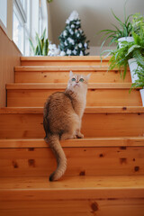A ginger British cat is sitting on a pine staircase and looking towards the window. The cat is a golden chinchilla. A beautiful domestic cat. Christmas tree on the background. Vertical photo.