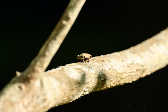 sapo