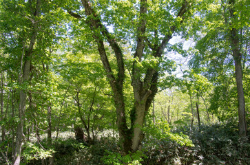 Obraz premium 森の風景撮影地北海道 天然記念物歌才ブナ林