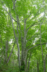 Obraz premium 森の風景撮影地北海道 天然記念物歌才ブナ林