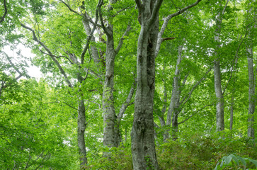 Obraz premium 森の風景撮影地北海道 天然記念物歌才ブナ林