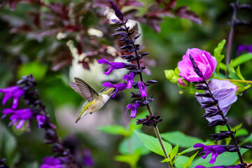 Obraz premium humming bird