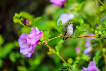 Obraz premium humming bird sitting on a branch